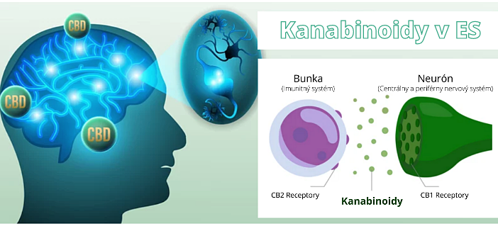 Kanabinoidy umožňujú komunikáciu a koordináciu medzi rôznymi typmi buniek. Endokanabinoidný systém.